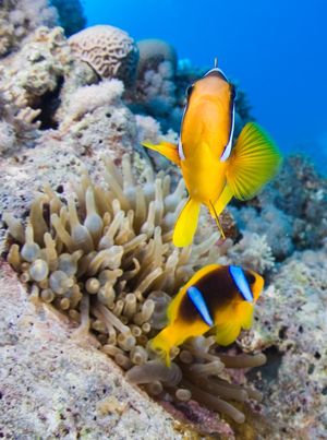 clownfishes