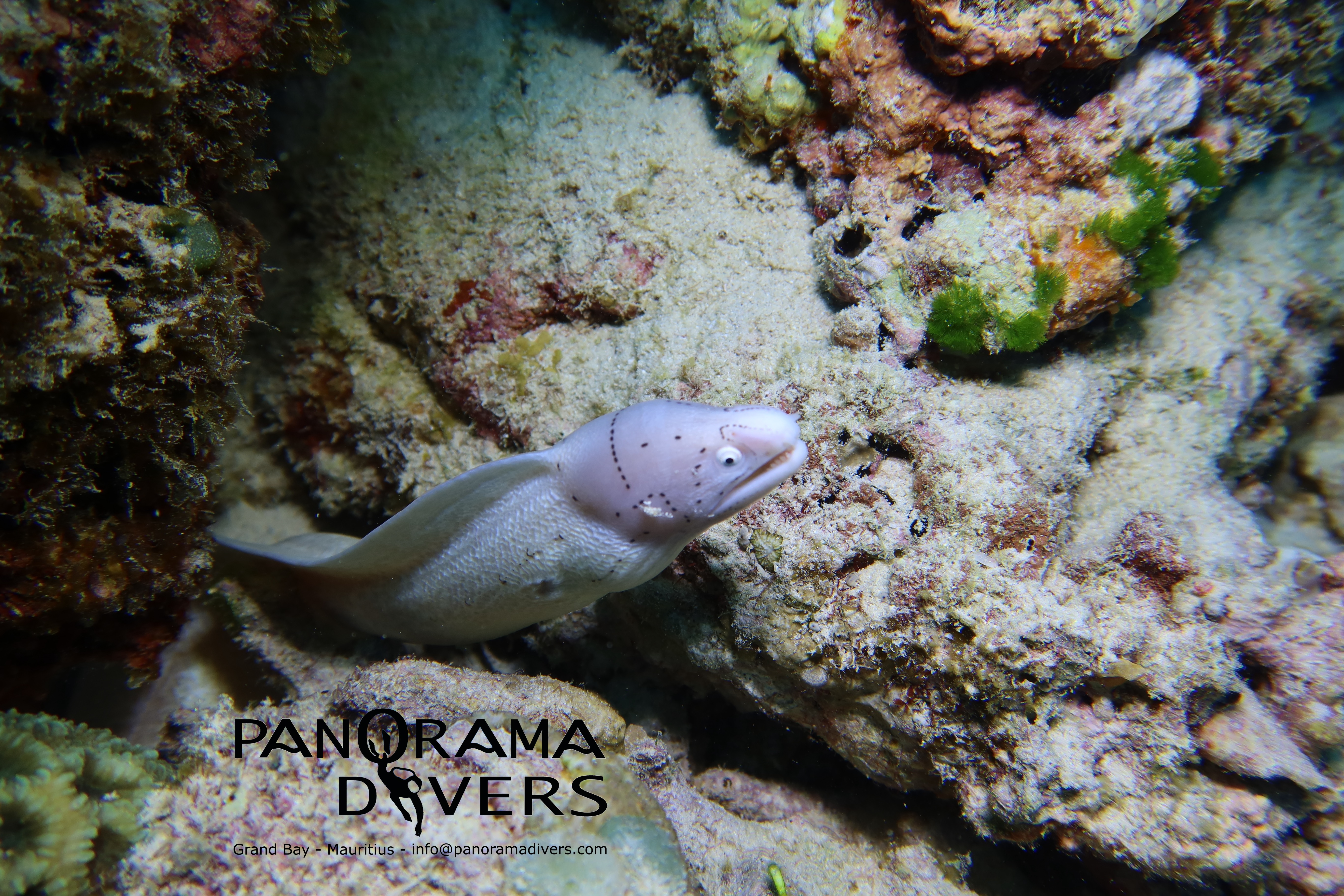 moray-eels