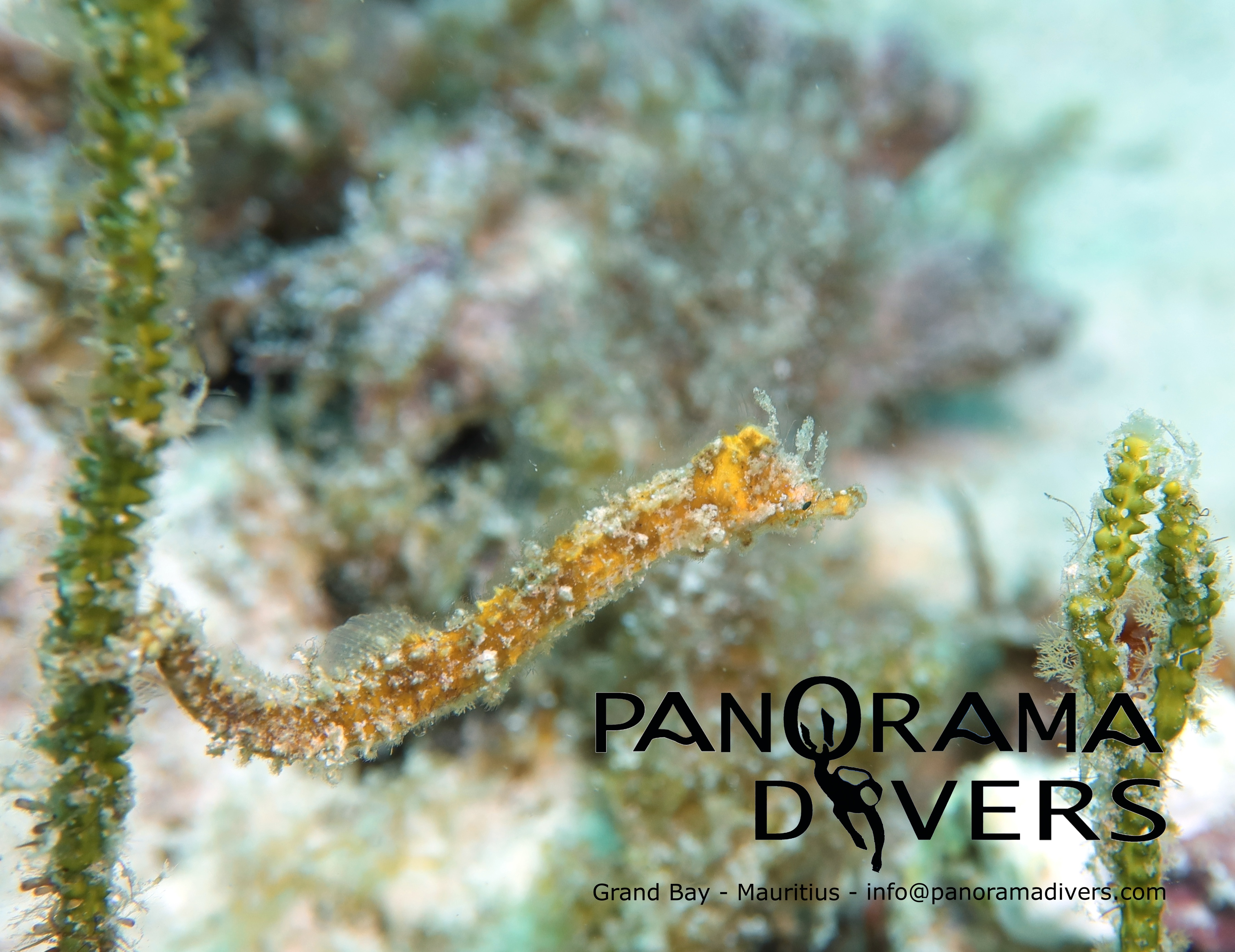 tyro seahorse