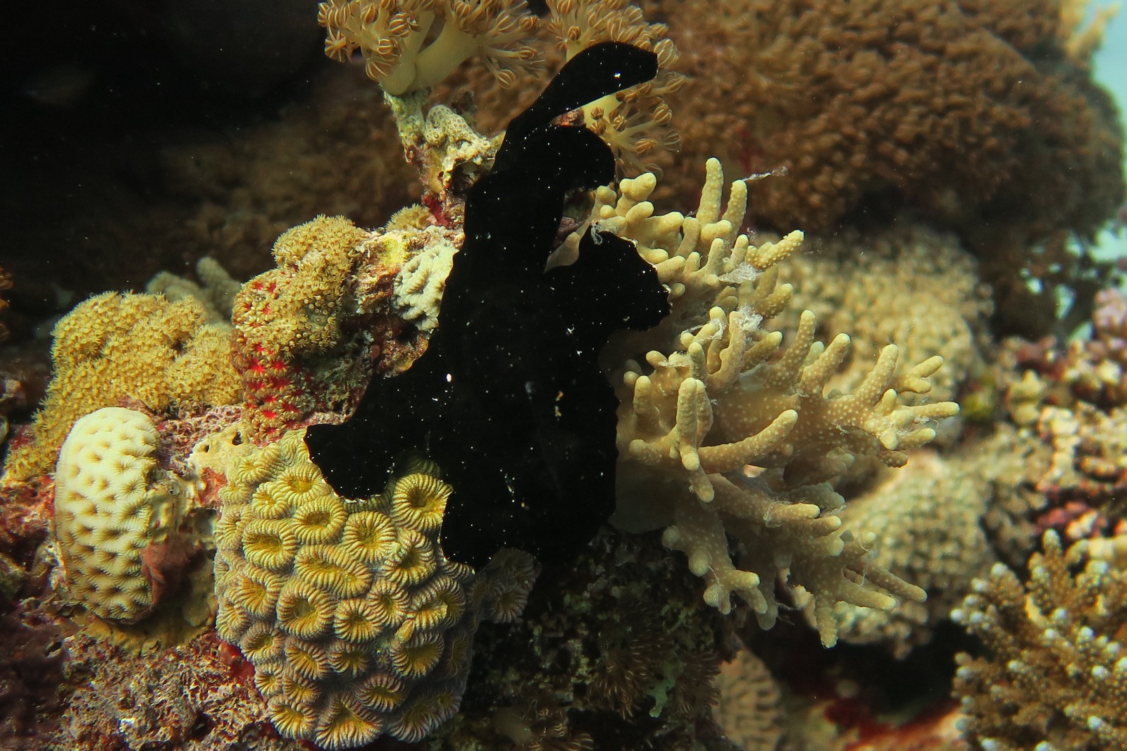 frogfish