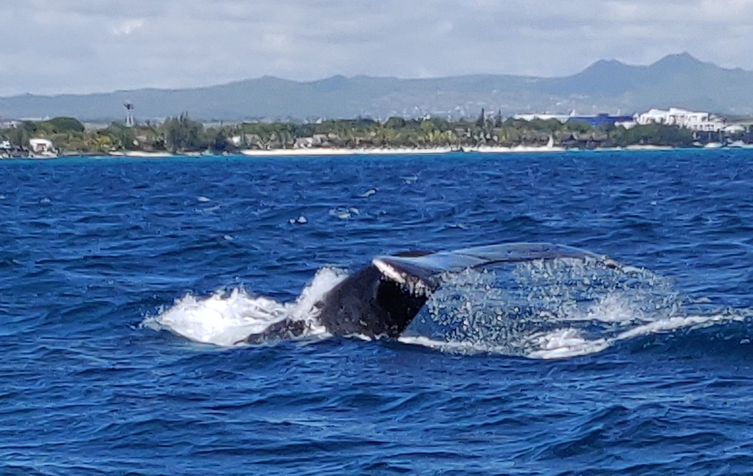humpback-whale