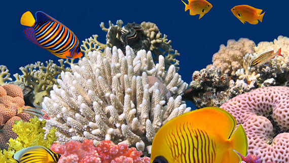 poissons-et-corail