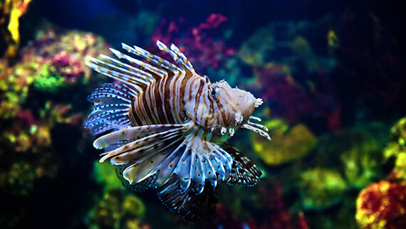 lionfish