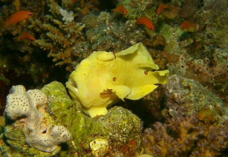 frogfish