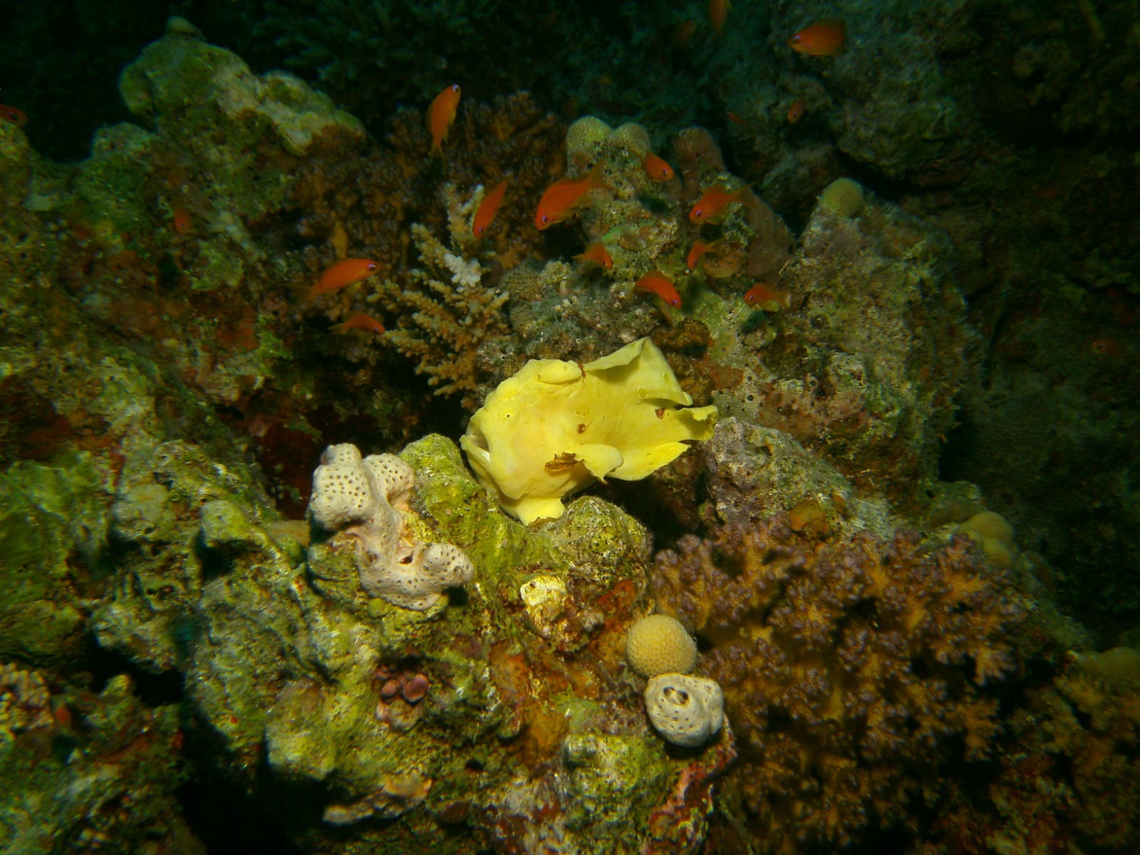 frogfish