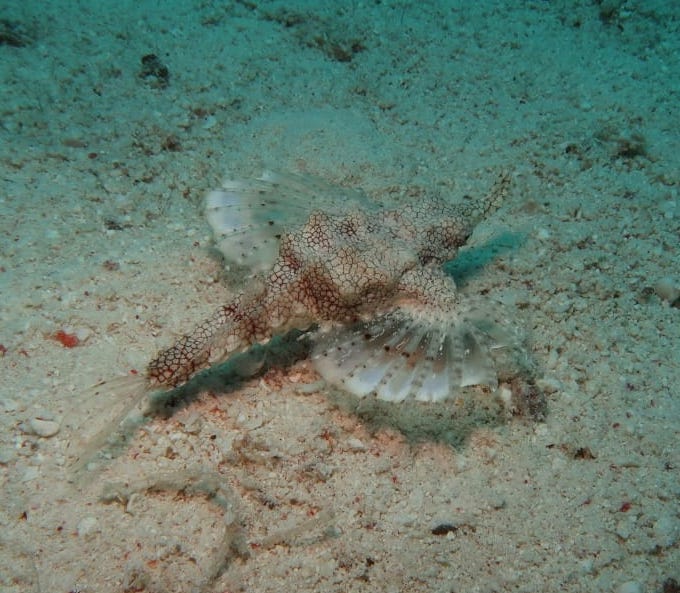 dragonfish