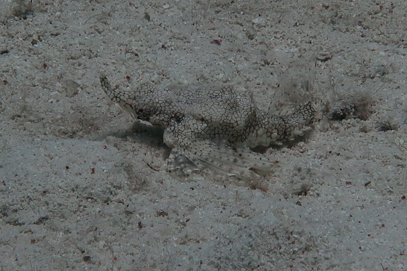 two-dragonfishes