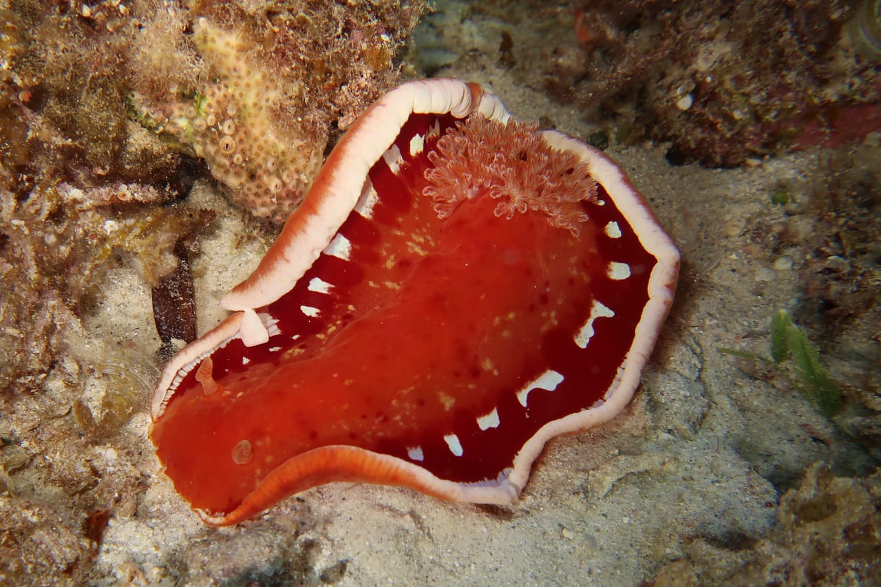 spanish-dancer