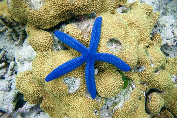blue-starfish
