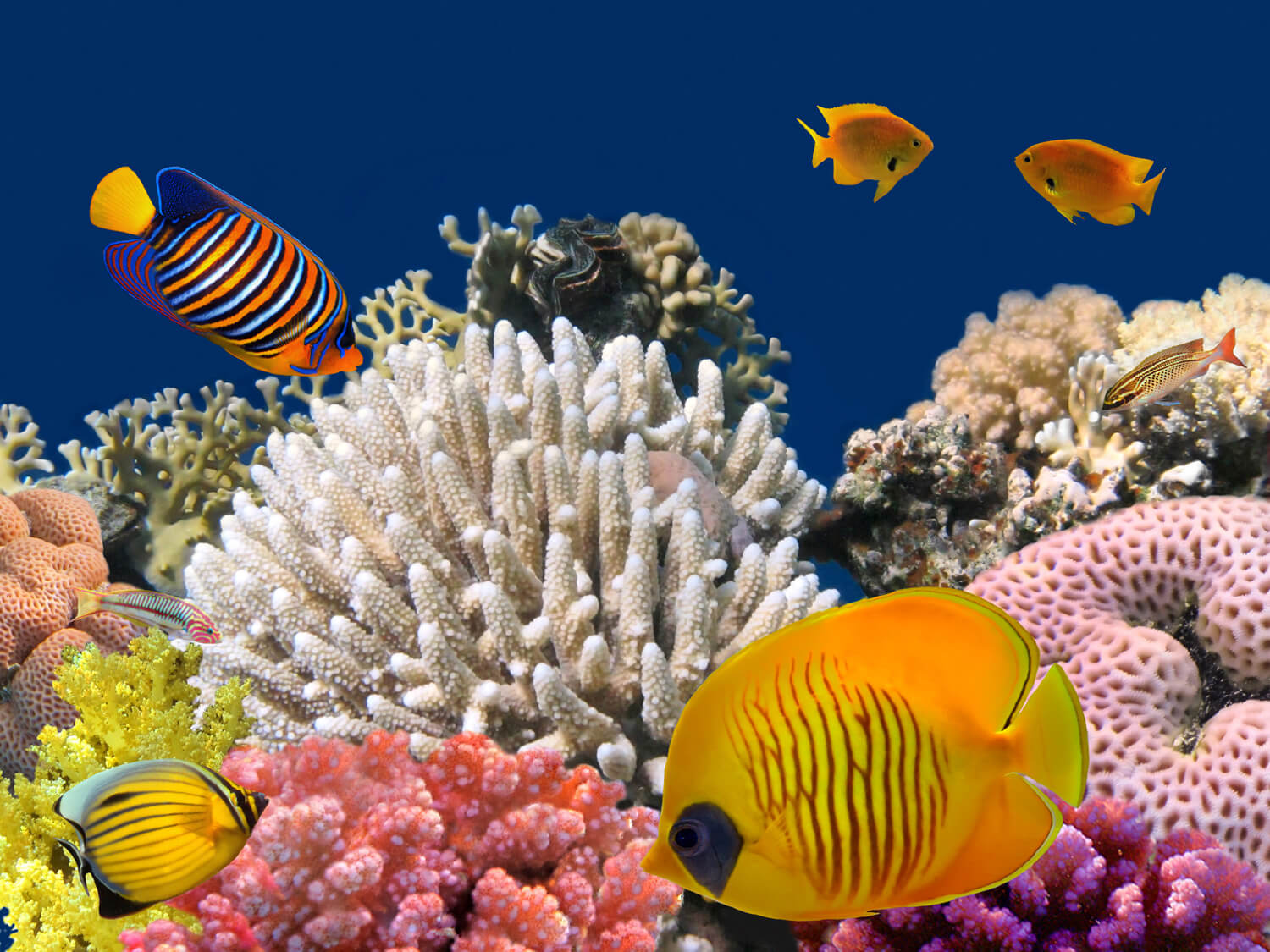 fishes-and-coral