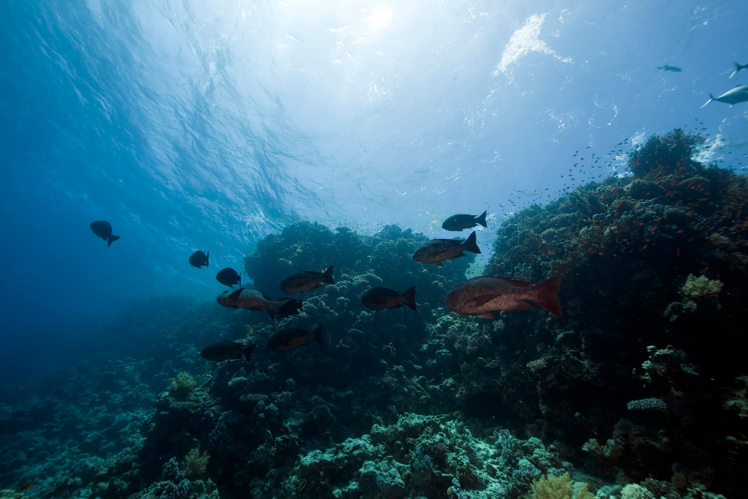 marine-life