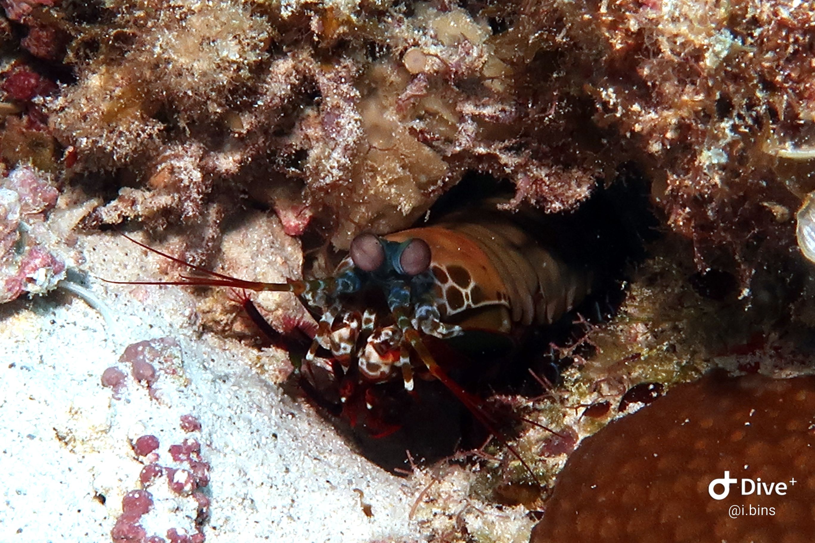 mantis shrimp 2 resized