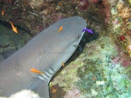 Egypt Underwater