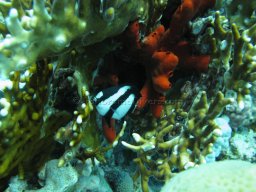 Egypt Underwater
