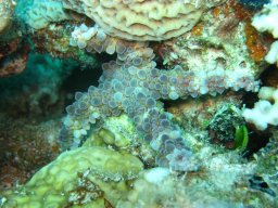 Egypt Underwater