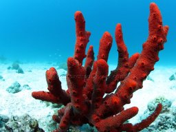 Egypt Underwater