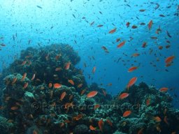 Egypt Underwater