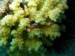 Egypt Underwater