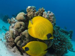 Egypt Underwater
