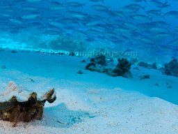 Egypt Underwater