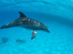 Egypt Underwater
