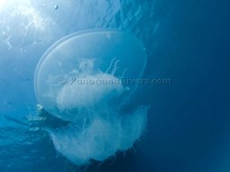 Egypt Underwater