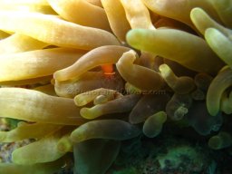 Egypt Underwater