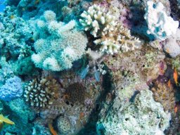 Egypt Underwater