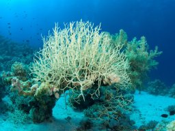 Egypt Underwater