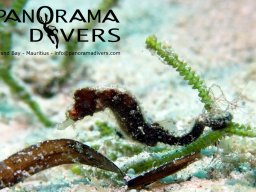 Hippocampus tyro