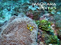 anemone and clownfish
