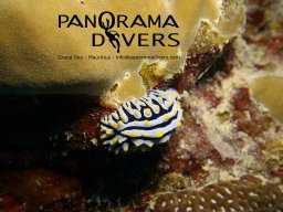 sea slug