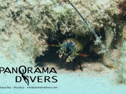 mantis shrimp