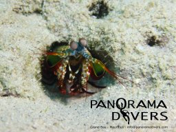 mantis shrimp