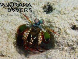 mantis shrimp