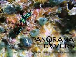 nembrotha kubaryana