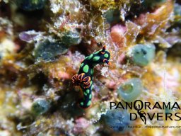nembrotha kubaryana