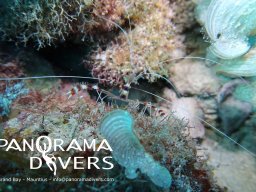 banded shrimp