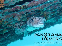 pufferfish