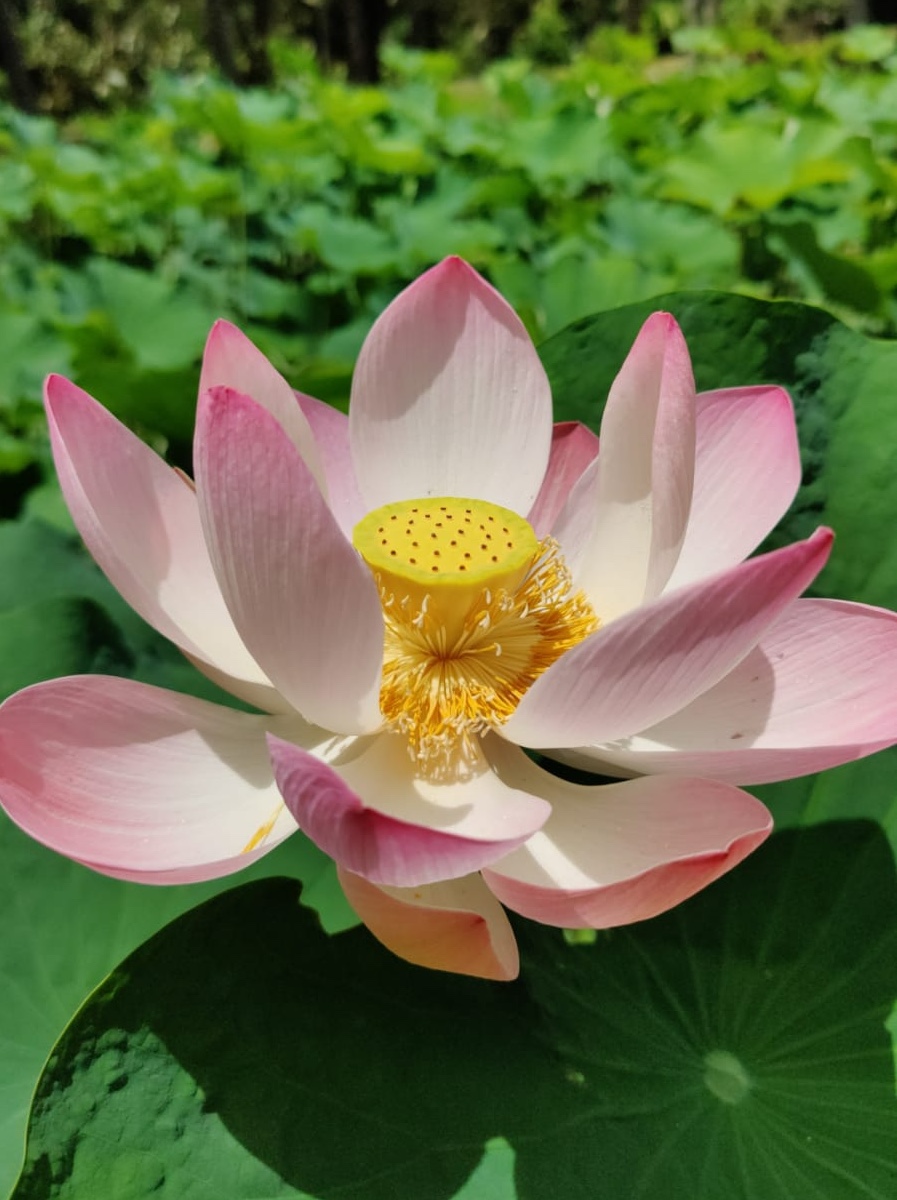 lotus