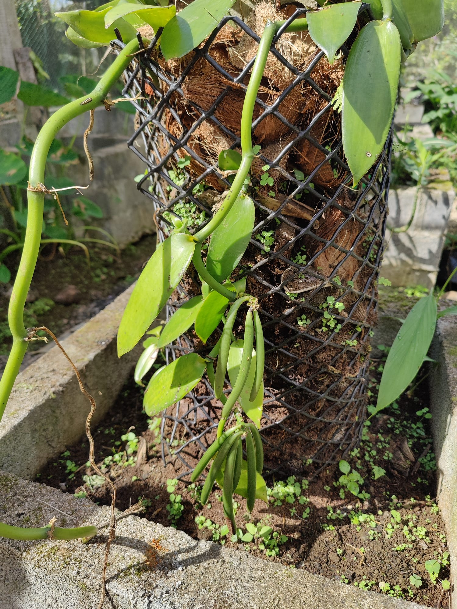 vanilla plants