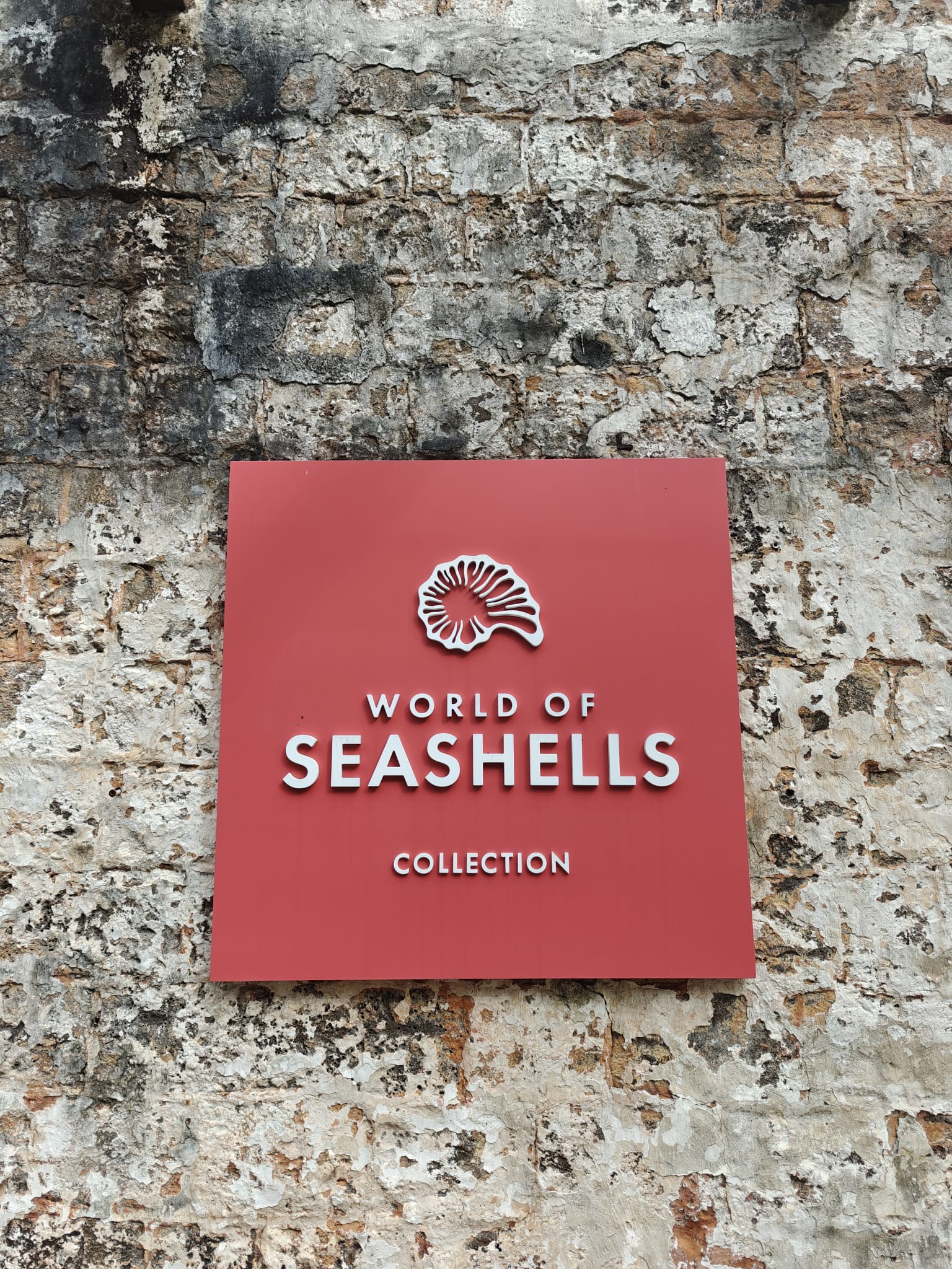 world of seashells
